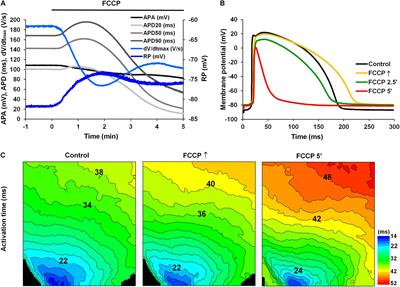 Mechanism of Action Potential Prolongation During Metabolic Inhibition in the Whole Rabbit Heart